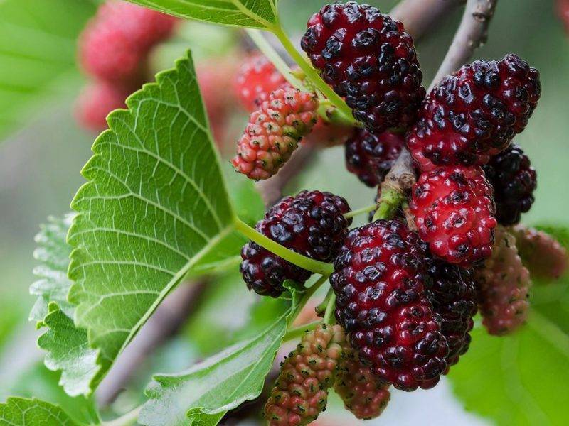 Шелковица купить саженцы из питомнике в Сарапуле