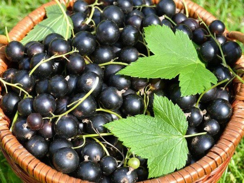 Смородина купить саженцы из питомника в Сарапуле