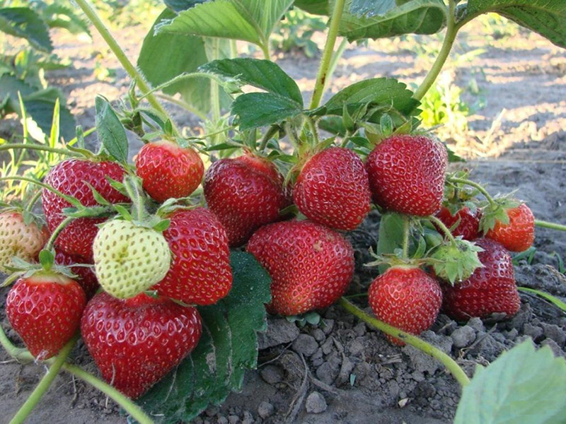 Клубника купить саженцы из питомника в Сарапуле
