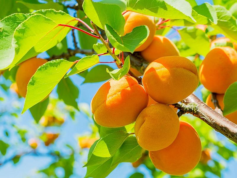 Абрикос купить саженцы из питомнике в Сарапуле