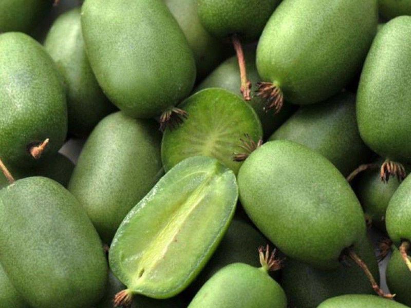 Актинидия купить саженцы из питомнике в Сарапуле