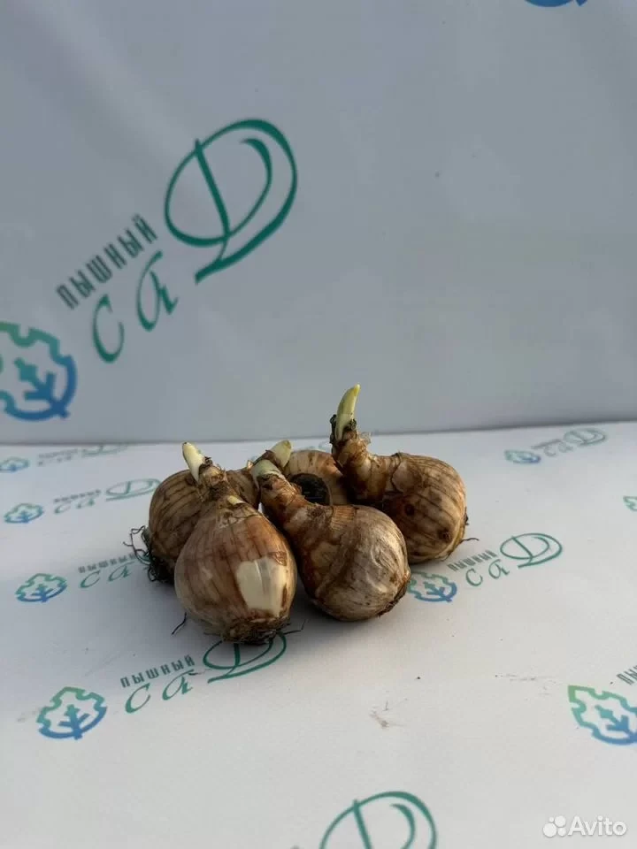 Нарцисс орхидный "СОВЕРЕН" (5 штук)