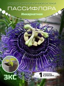 Маракуйя "Инкарнатная" ЗКС