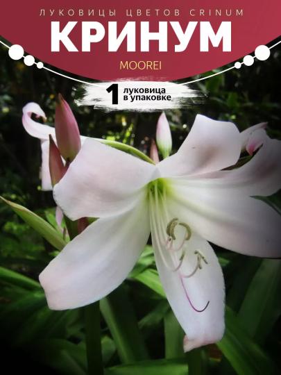 Кринум Moorei 1 Луковица